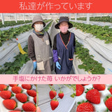 【ふるや農園】苺　とちおとめ　中玉40粒(20粒×2パック)　翌日配送エリア限定　福島県