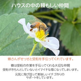 いちご 【小野崎農園】ミルキーベリー とちあいか やよいひめ スカイベリー(とちおとめ) 4種のわくわく イチゴ 食べ比べセット 栃木県 贈答 苺