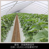 メロン 【メロンの村田】 クインシーメロン 3玉 3L～4L 糖度16前後 贈答用 父の日 茨城県鉾田市 《5/下旬～6/上旬より出荷》
