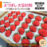 【ふるや農園】苺　よつぼし　大玉60粒(15粒×4パック)　翌日配送エリア限定　福島県