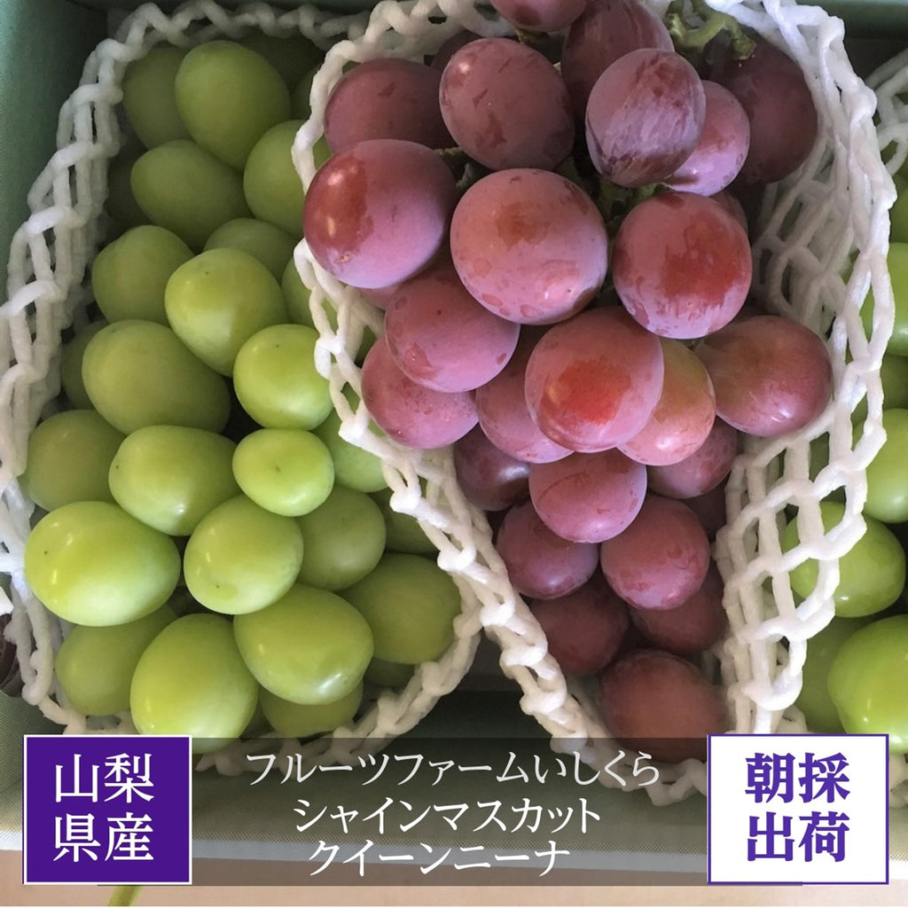 ぶどう 【ﾌﾙｰﾂﾌｧｰﾑいしくら】 葡萄 シャインマスカット クイーンニーナ 1房ずつ 合計2房 約1.3kg 高糖度 山梨県 贈答用化粧箱 《8/17日頃～8/下旬より出荷》