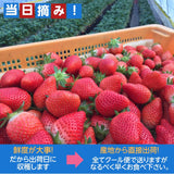 いちご 【小野崎農園】 やよいひめ　大玉Aサイズ（280g 8～12粒)×4パック  栃木県