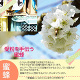 さくらんぼ 【一愛農園】 佐藤錦 1kg 秀 M/L 山形県東根市《6/中旬～6/下旬の出荷》