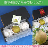 洋梨 【スミヤ果樹園】 洋なし ラ・フランス 約1.8kg ジャンボサイズ6L～８L 特秀 3玉 大玉 贈答用 山形県上山市 ラフランス 《11/上旬～11/中旬より出荷》