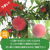 桃 【蓬田さん】 献上桃の郷 もも 3kg 10～12玉 贈答用 福島県桑折町 《7/下旬～8/上旬より出荷》
