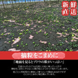 ぶどう 【ﾌﾙｰﾂﾌｧｰﾑいしくら】 葡萄 シャインマスカット 4～5房 大房 2.8kg 高糖度 山梨県《8/10日頃～8/中旬より出荷》