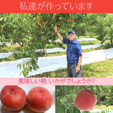 桃 【種まきうさぎ】硬い おどろき 訳あり品 家庭用 2.5kg 福島県 もも 《8/1～8/20の出荷 指定日不可》