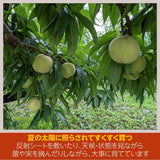 桃 【蓬田さん】 献上桃の郷 もも 3kg 10～12玉 贈答用 福島県桑折町 《7/下旬～8/上旬より出荷》