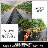 いちご 【小野崎農園】 やよいひめ　大玉Aサイズ（280g 8～12粒)×4パック  栃木県