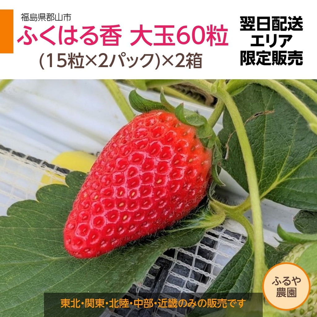 【ふるや農園】福島生まれの苺　ふくはる香　大玉60粒(15粒×4パック)　翌日配送エリア限定　福島