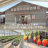 いちご 【やいた里山いちご園】苺 食べ比べ やよいひめ ミルキーベリー/とちあいか (280g×2パック) 白いちご 栃木県矢板市 《1/中旬～出荷開始》