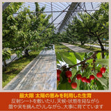 さくらんぼ 【有我果樹園】 佐藤錦 紅秀峰 紅てまり どれか1品種 500g L 福島県須賀川市 《6/中旬～6/下旬の出荷》