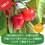 さくらんぼ 【鈴木農園】 佐藤錦 1kg L～２L 贈答 山形県東根市 《6/中旬～6/下旬の出荷》