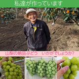 ぶどう 【ﾌﾙｰﾂﾌｧｰﾑいしくら】 葡萄 シャインマスカット 1kg バラ 500gパック×２ 高糖度 山梨県 ご家庭用 《8/10日頃～8/中旬からの出荷》