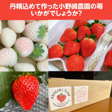 いちご 【小野崎農園】ミルキーベリー/とちあいか 食べ比べ紅白ミックスセット 大玉1パックずつ 約600g 栃木県