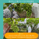 ぶどう 【佐藤果樹園】 あづましずく 1.5kg ２〜4房 贈答用 福島県 ブドウ 葡萄 《8/中旬～下旬出荷》