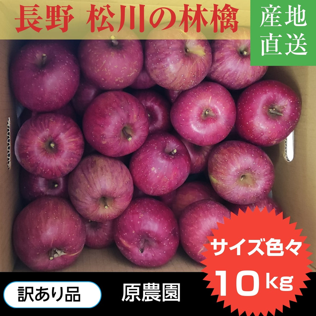 りんご 【原農園】 リンゴ サンふじ 訳あり 家庭用 10kg 長野県 松川町 《12/上旬～12/中旬より出荷》