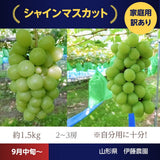 ぶどう 【伊藤農園】 葡萄 シャインマスカット 2～３房 家庭用 訳あり 約1.5kg 山形県 フルーツ  ≪9/中旬～9/下旬より出荷》 フルーツ 果物
