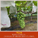 ぶどう 【佐藤果樹園】 あづましずく 2kg 3〜4房 贈答用 福島県 ブドウ 葡萄 《8/中旬～下旬出荷》