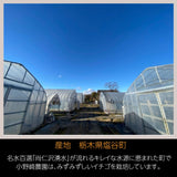 いちご 【小野崎農園】ミルキーベリー/とちあいか 食べ比べ紅白ミックスセット 大玉1パックずつ 約600g 栃木県