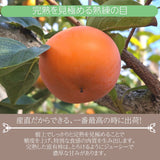柿 甘柿 【フルーツファームいしくら】 富有柿等 皇室献上の味 広瀬の柿 1.5kg M 8個 山梨県笛吹市 種なし かき《10/下旬～11/上旬の出荷》