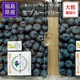 ブルーベリー 【三春インターブルーベリー園】 生ブルーベリー 900g 大粒 朝採 国産 福島県三春町 お中元 御中元 贈答用 ギフト プレゼント 《6/下旬～7/上旬より出荷》