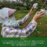 洋梨 【羽田梨園】ラ・フランス　5kg　11～18個　秀　贈答用　福島県 洋ナシ プレゼント《11/上旬～11/中旬出荷》 ラフランス