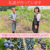 ブルーベリー 【三春インターブルーベリー園】 生ブルーベリー 900g 大粒 朝採 国産 福島県三春町 お中元 御中元 贈答用 ギフト プレゼント 《6/下旬～7/上旬より出荷》