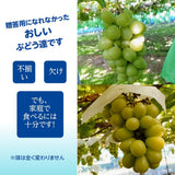ぶどう 【伊藤農園】 葡萄 シャインマスカット ピオーネ 約1.5kg ２～３房 訳あり 家庭用 山形県  ≪9/中旬～9/下旬より出荷》 フルーツ 果物