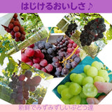 ぶどう 【大山果樹園】 葡萄 詰め合わせ ぶどう三昧セット（ シャインマスカット 入り） ４～６種類 約2kg 山形県 フルーツ 果物 《9/中旬～9/下旬より出荷》 敬老の日
