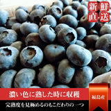 ブルーベリー 【三春インターブルーベリー園】 生ブルーベリー 400g 大粒 ソース 200g×3 朝採 国産 福島県三春町 お中元 御中元 贈答用 《6/下旬～7/上旬より出荷》