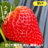 いちご 【小野崎農園】ミルキーベリー/とちあいか 食べ比べ紅白ミックスセット 大玉1パックずつ 約600g 栃木県