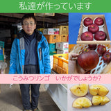 りんご 【ニジイロ果樹園】蜜入 こうみつ 3kg 8～10個 山形県天童市 リンゴ 林檎 《12/7頃～12/中旬の出荷》