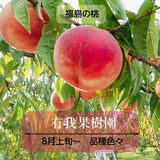 桃 【有我果樹園】 もも 品種色々 2kg 6～8玉 贈答用  福島県 須賀川市  プレゼント 《7/下旬～8/上旬から出荷》