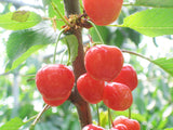 さくらんぼ 【鈴木農園】 紅秀峰 1kg L～２L 贈答 山形県東根市 お中元 御中元《6/中旬～6/下旬の出荷》